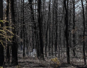 Charred and smoking trees are visible.