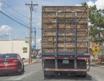 A truck packed with crates of live chickens driving down the street