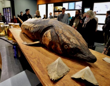 sturgeon