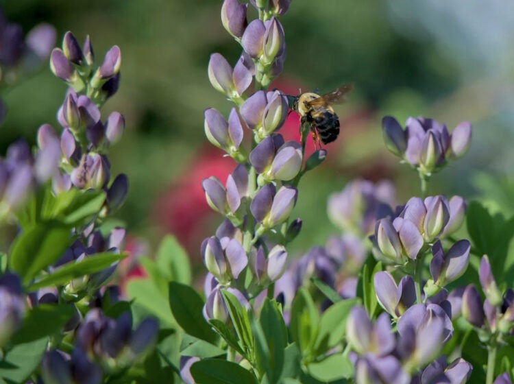 Love ’n Fresh Flowers’ purple baptisia
