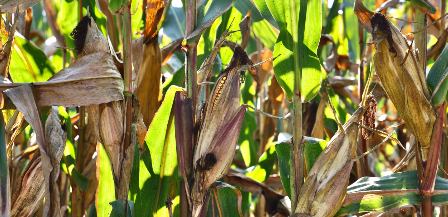 corn growing in a field