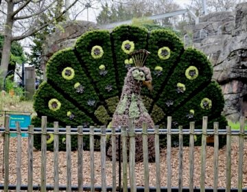 peacock topiary