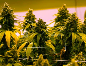 A cannibis plant