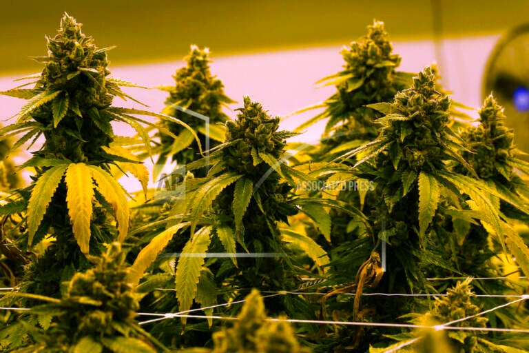 A cannibis plant