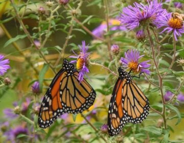 Monarch butterflies