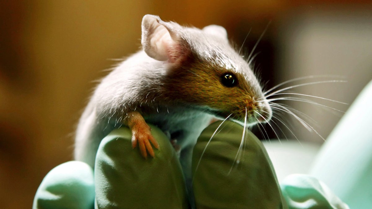 Researchers found that stimulating a specific region of mice’s brains called the entorhinal cortex decreased their symptoms of depression.(Robert F. Bukaty/AP Photo, file) 