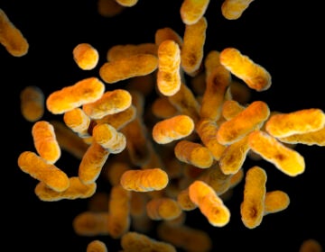 2016 CDC illustration of the Bordetella pertussis bacteria