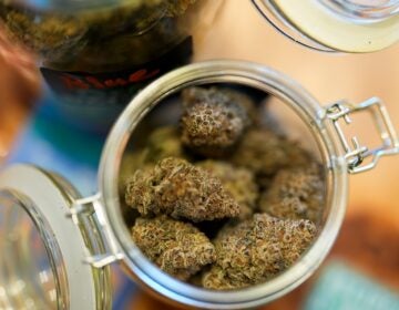 cannabis in a jar on a table