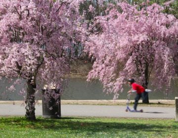 Cherry trees in bloom along the river