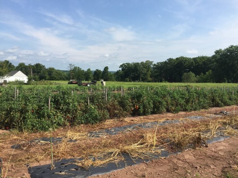 a large farm