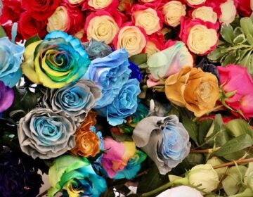 An assortment of very colorful floewrs
