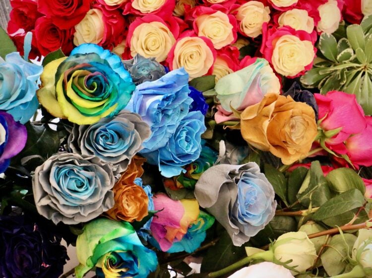An assortment of very colorful floewrs