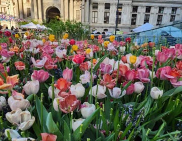 Flowers in Dilworth Park