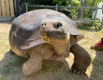 Mommy the tortoise
