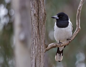 The pied butcherbird in Australia inspired composer Hollis Taylor, who says we can consider its birdsong to be music. Photo from <a href='https://www.flickr.com/photos/patrick_k59/14640105234/in/photolist-oiGneu-93tjUr-5a33c6-XU9v56-6sGgM7-og5p6i-mDuTfx-92PT2g-JEwVq-oeeNa7-j9dWU-bnSQTQ-q1jgQL-dTcC4c-92T6cS-JvB2q-2AVt7C-92PVWv-Ap8t7L-J6HNbv-ojpk4N-92PUp6-oZuXz5-bmF52m-4t7h4A-9rrDdz-Ap8nkS-j9dGL-pYqP4y-omemNA-pFVL7R-7yf2Mt-q7NcnS-paSHkb-8Fh5ZZ-ApfB3F-bDfrCQ-dqqZFv-xq3rba-P3evGT-Vum4j7-6PkSYh-4fEwnL-2AR4xD-dqr7oC-XcYiHE-XsNsWn-yEuexH-vRXfLq-BnuW3b' target='_blank' rel='noopener'> Flickr user patrickkavanagh</a>.