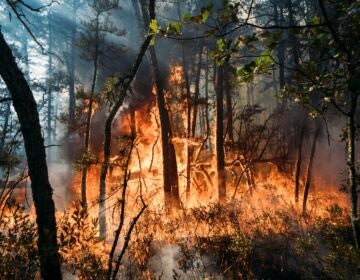 This Friday, July 5, 2024 image provided by the New Jersey Department of Environmental Protection shows a forest fire in Tabernacle, N.J.